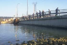 When the seasons is at its hotest, the fishing of herrings is a social happening. Picture from a Parainen bridge.