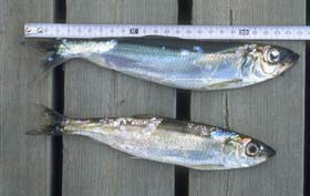 These two herrings caught near Jurmo island are almost the size their relatives in oceans.