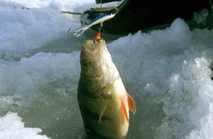 PAKKA-AHVENET (17.2.2001) Sana 'pakka' tulee ruotsinkielen sanasta Backe, joka tarkoitaa mäkeä, kumpua tai kukkulaa. Käy