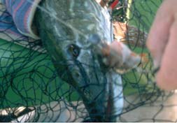 This pike had perch on Drachkovitch-sauce.