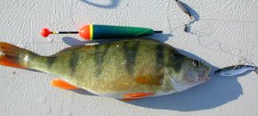 Floater and a 600 g perch, which took dead bleakbait.