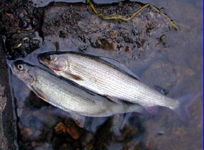Nice graylings from the Tapokoski