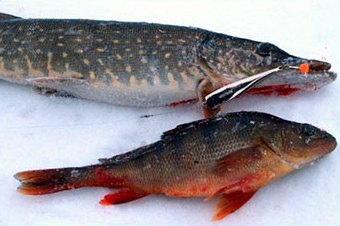 A Pike and the biggest perch. Hopeasiipi was the lure of the day (photo SFM-toimitus)