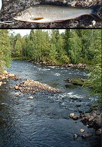 Photo by MarkoA: Vikajoki