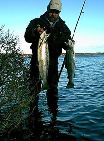 The first seatrouts of this open water season. Photo Pingo