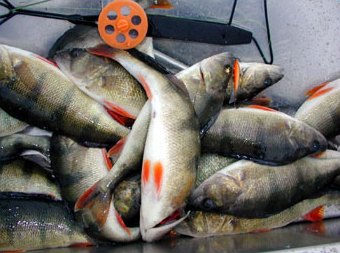 Nice size jigging perches from Velkua.