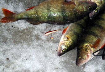 Fishes to the frying pan and the best lure of the day. Photo KariA