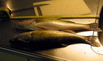 These two were legal size (= over 37 cm) Photo by Kari