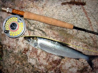 The catch of the eveningl31 cm. Photo JaniO