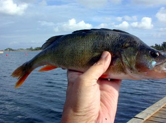 One of the biggest, about 400 g