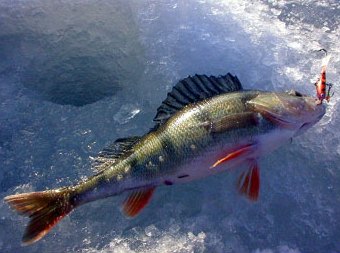 A perch, about 300 g, hit on the front hook Photo SFM-toimitus