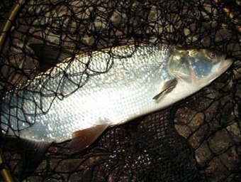 A rapacious carp of Loimijoki. Photo TomiL