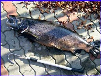 Male salmon 11,9 kg found dead under the Lankoski dam.