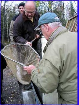 Veli and SFM-toimitus checking the condition of a put-and -take rainbow trout. Photos SFM-toimitus