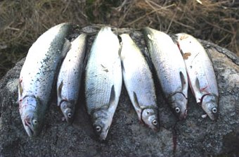 Keskiviikon saalista. Kuva SFM-toimitus Torstaiaamuna kävimme pari tuntia Kungsössä. Olli tarjoili perhoa, SFM-toimitus 
