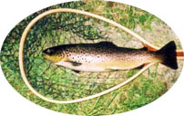 Keski-Suomi