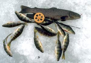 KIIMALAMPI - KIIHOTTAVA KALASTUSKEIDAS (varoitus: kookas kirjolohi voi olla nälkäinen...) SFM-toimitus ( 7.5.2001)