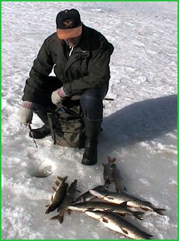 Haukipilkille Pohjois-Karjalaan Harri "Kala" Matikainen