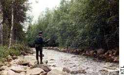 The River Saramo The River Saramo is fished around the year. In the summertime flies and lures swirve into the dark wate