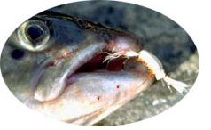 Perhokalastus