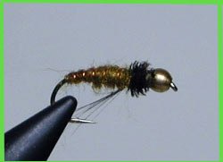KUULAPUPA